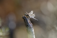 Libelle