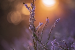 Jacqueline-Ermens-7